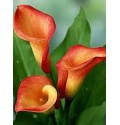 ΚΑΛΛΑ  ΠΟΡΤΟΚΑΛΙ  CALLA MANGO